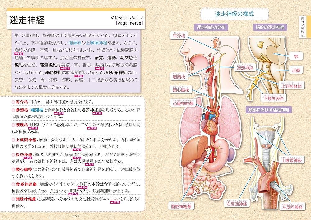 解剖生理学 (モダン・ナース・シリーズ) ナースのための解剖生理ポケットブック (メディカル・ポケット